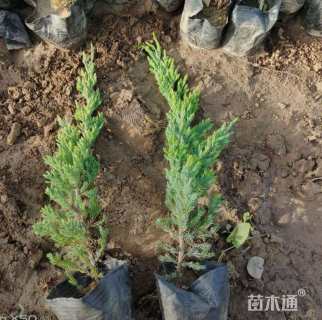 高度30厘米铺地柏