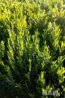 高度30厘米薰衣草