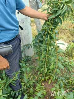 高度70厘米连翘