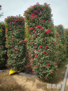 80公分花柱造型月季