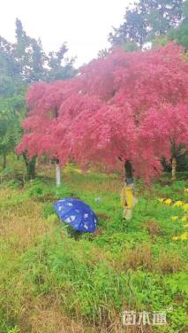 高度150厘米羽毛枫