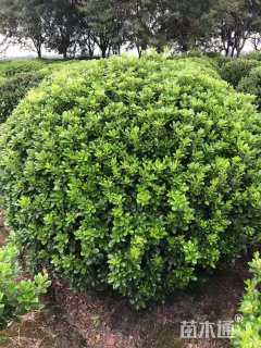 冠幅160厘米海桐球