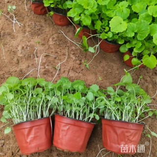 高度14厘米二月兰