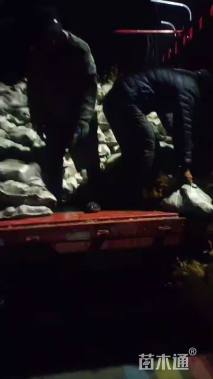 高度40厘米红王子锦带