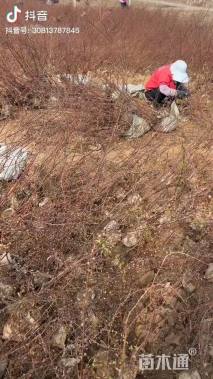 高度40厘米黄刺玫