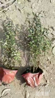 高度40厘米六月雪