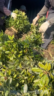 高度40厘米海桐