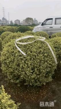 冠幅80厘米金边黄杨球