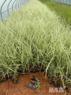 高度35厘米花叶芒