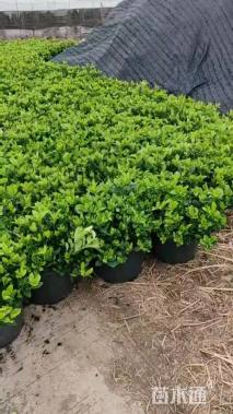 高度40厘米大叶栀子