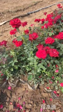 高度40厘米大花月季