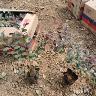 高度70厘米红花继木小苗