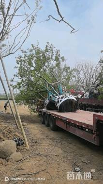 120公分丛生朴树