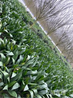 高度45厘米一叶兰