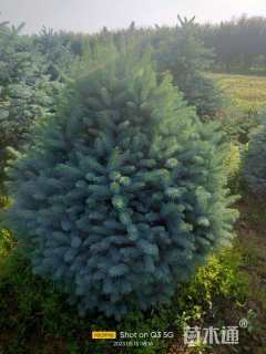 高度150厘米美国蓝杉