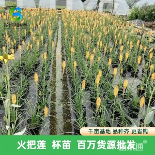 高度35厘米火把莲