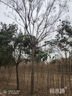 15公分速生楸树