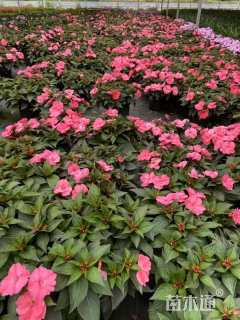 高度20厘米超级凤仙花