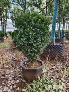 高度70厘米雀舌黄杨