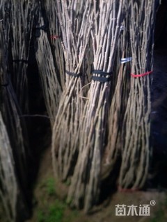 100厘米桑树小苗