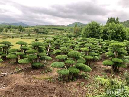 30公分白蜡