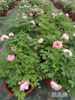 高度50厘米牡丹