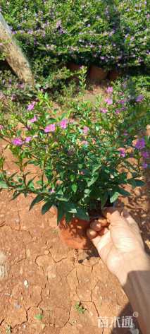 高度20厘米满天星