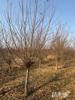 10公分青叶碧桃