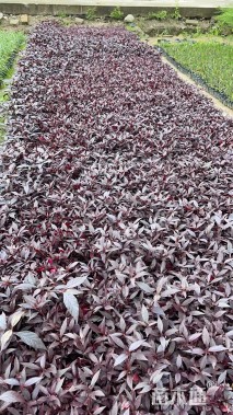 高度20厘米大叶红草