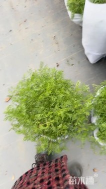 高度40厘米假蒿