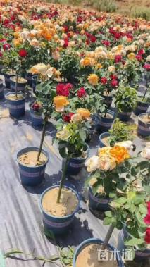 高度40厘米棒棒糖月季