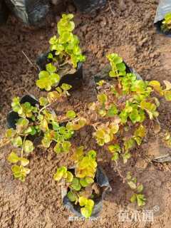 高度10厘米金叶过路黄