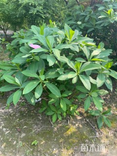 高度150厘米结香球