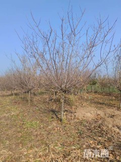 高度180厘米蜡梅