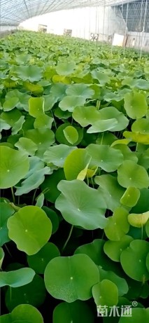 高度60厘米睡莲