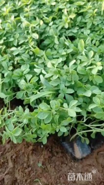 高度15厘米醉蝶花