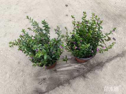 紫雪茄花(满天星、细叶萼距花)