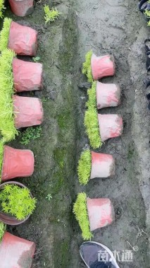 高度10厘米佛甲草