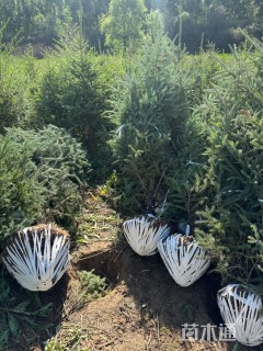 高度150厘米青海云杉