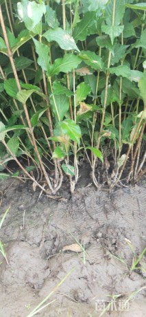 高度20厘米红王子锦带