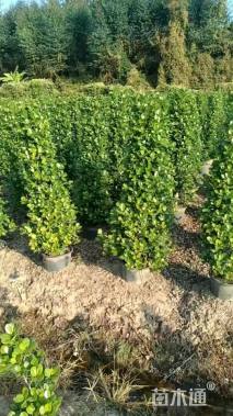 高度140厘米火山榕