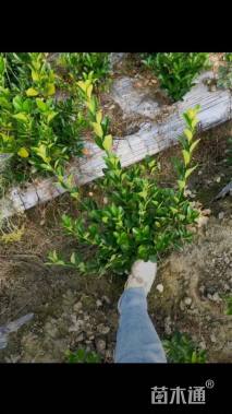 高度50厘米大叶黄杨