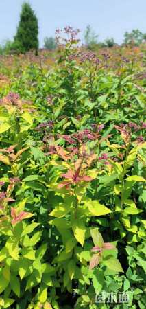 高度50厘米金焰绣线菊