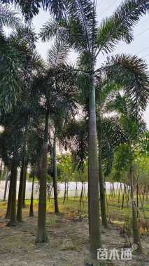 裸干高500厘米狐尾椰