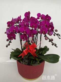 高度40厘米蝴蝶兰