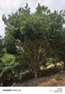 原生苗丛生杨梅