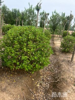 冠幅180厘米海桐球