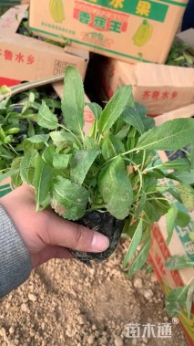 高度20厘米鼠尾草