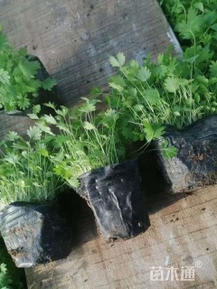 高度5厘米委陵菜