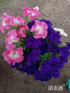 高度10厘米牵牛